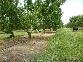 Ellington Johnny Appleseed's Farm