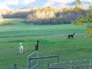 Williamstown Sweet Brook Farm